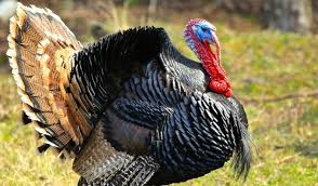 Best average turkey weight thanksgiving. How Much Does A Turkey Weigh