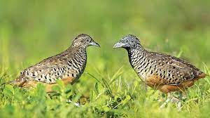 Maybe you would like to learn more about one of these? Burung Puyuh Tegalan Loreng Yang Gemar Bertarung Greeners Co