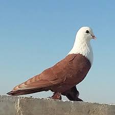 It Looks Like A Bald Eagle But It S A Pigeon Pigeon Breeds Pigeon Pictures Pigeon Bird
