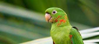 Such as for medical purposes to keeping the animal as an exotic pet. Exotic Pet Stores Near Me All Over The World