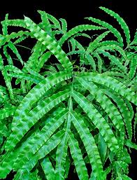 Image result for Pteris cretica