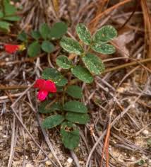 Image result for Tephrosia polystachya