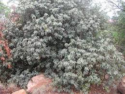 Image result for Englerophytum natalense