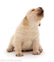 Premier golden retriever breeders for golden retriever puppies in four colors white cream, light blonde, caramel, and auburn. Dog Yellow Labrador Retriever Pup Howling Photo Wp32110