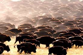 Bison At Standing Rock Run Like A Herd Of Buffalo American Bison Bison Buffalo