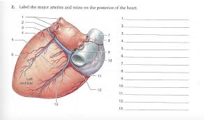 What are veins and arteries? 2 Label The Major Arteries And Veins On The Chegg Com