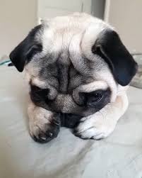 A dog's day at pups. Cute Pet Club On Instagram From Franiothepug Cutepetclub Puppy Breeds Cute Animals Cute Pugs