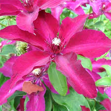 When you need to send flowers by mail, look to proflowers for the freshest, most amazing floral gift selection available. Phoenix Perennials Mail Order Canada S Most Exciting Selection Of Garden Plants