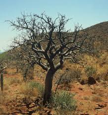 Image result for Commiphora africana