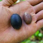 Image result for Canarium schweinfurthii