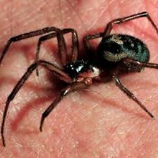 Black widow spider bites can also cause severe abdominal pain or cramping. This Is What Happens If A False Widow Spider Bite Becomes Infected And It Is Gross Somerset Live