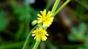 Image result for Sphaeranthus suaveolens