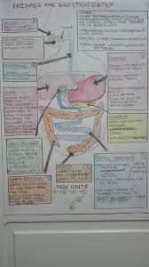 Digestion And Enzymes Gcse Revision Biology Revision Biology Lessons Biology Notes