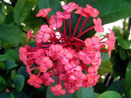 Image result for Ixora fastigiata