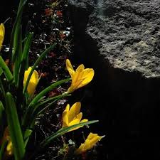 Image result for Pycnostachys schliebenii