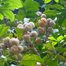 Image result for Trichilia