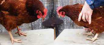 Leg Comparison Hen Vs Pullet Chicken Life Cycle Chicken Life Pullet