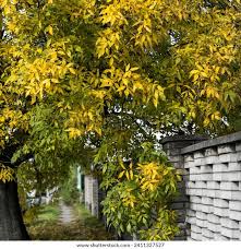 Image result for Fraxinus velutina