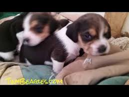 3 Week Old Tiny Christmas Pocket Beagle Puppies For Sale Beagle Planet Beagle Puppy Pocket Beagle Puppies Pocket Beagle