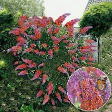 Buddleia Flower Power Butterfly Bush Vibrant Colours Plant Plants From Gardeners Dream Uk
