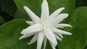 कन्नड़ और इंग्लिश में फूलों के नाम, name of flowers in kannada to hindi language with images. Iruvanthige Arabian Jasmine Madan Mogra Malli Poo