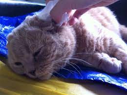 How To Clean A Cat S Ears First Inspect The Cat S Ears For Signs Of Inflammation And Wax Buildup Dark Colored Ear Wax Ma Buy A Cat Cat Scottish Fold Pet Care
