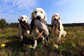 Image result for zlatý retrívr