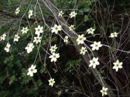 Check spelling or type a new query. Flowering Trees Across Canada Tree Canada