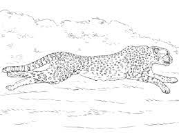Running Cheetah Coloring Page Free Printable Coloring Pages Animal Coloring Pages Free Printable Coloring Pages Super Coloring Pages