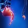 Although the tailbone is considered vestigial (or no longer necessary) in the human body, it does have some function in the pelvis. Https Encrypted Tbn0 Gstatic Com Images Q Tbn And9gct4tdvid3kaseg5ptdwbjgmfl7b49kf8ozowmqcs6xq3w8xprvz Usqp Cau