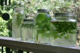 Peppermint And Bee Balm Sun Tea Pineapple Sage Fresh Ginger Sun Tea Simple Rosemary Sun Tea Thyme Lemon Peel Sun Tea Pineapple Sage Sun Tea Simple Syrup
