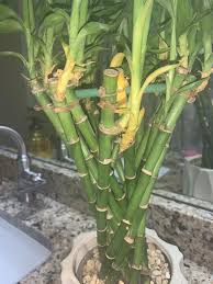 When stems turn yellow yellow stems on lucky bamboo is a much more serious problem than yellow leaves. Ask A Question Forum Lucky Bamboo Plant Stem Turning Yellow Garden Org