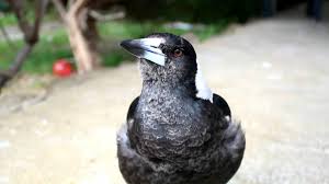 R2 D2 Singing Australian Magpie Www Themagpiewhisperer Com Magpies Magpie Australianmagpie Themagpiewhispere Australian Birds Funny Birds Cute Birds