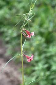 Image result for Sesamum calycinum