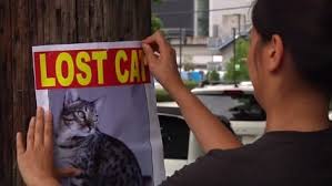 Maybe you would like to learn more about one of these? Lost And Found Animal Help Topics Bc Spca