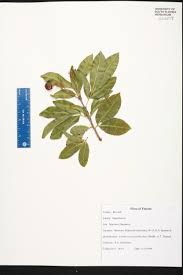 Image result for Exotheca