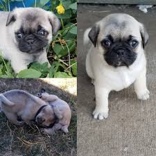 Getting your pug used to these grooming tasks as a puppy will help make it a positive bonding experience and a much easier process throughout their life. Pug Puppies Ready For Adoption To Loving And Caring Homes Akc Registered Home Facebook