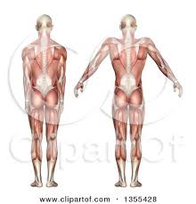 It is freely movable, especially its distal segment—the hand, which is adapted for grasping and manipulating the. Human Body Anatomy Rear View Human Anatomy