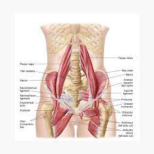 They can be divided into three main groups: Anatomy Of Iliopsoa Also Known As The Dorsal Hip Muscles Poster By Stocktrekimages Redbubble