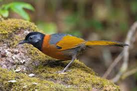 Collared Laughingthrush Trochalopteron Yersini Endemic To Vietnam