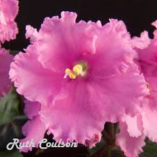 02 (4.35) my teasing went too far and now i'm paying for it. African Violet Association Of Australia Posts Facebook