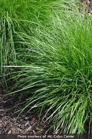 Image result for Carex johnstonii