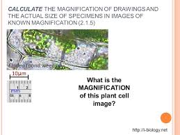 What is the actual size of a plant cell. Cells And Sizes 2 1 Ppt Video Online Download
