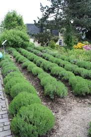 Anja Maubach D Staudengartnerei Wuppertal Ronsdorf Plants Farmland Outdoor