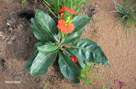 Image result for Crossandra greenstockii