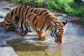 Tiger Investigation