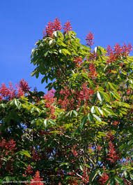 In colder regions it will freeze to the ground, quickly resprouting in the spring. Texas Native Plants Database