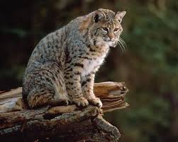 Bobcats are by nature wild animals, so owners must cater for their natural predatory instincts and habitat. Small Wild Cats List Bigcatswildcats