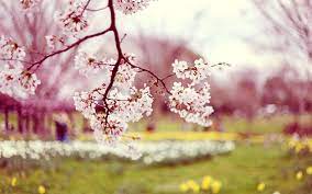 Here are only the best springtime pictures wallpapers. Spring Season Wallpapers Wallpaper Cave