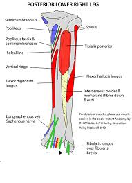 Anatomy of the human body redirects here. Pin On Anatomy
